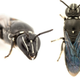 The Australian cloaked bee.